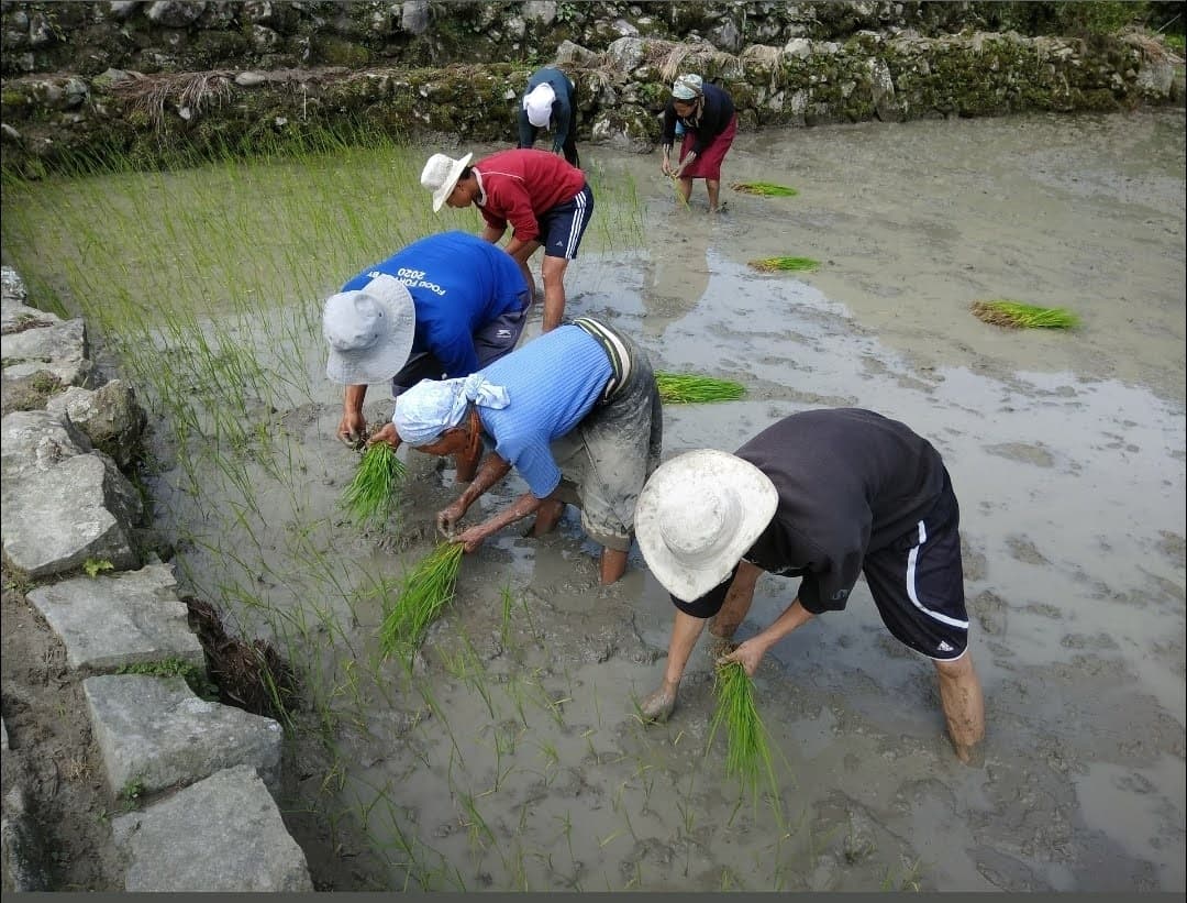 People planting rice by hand in a flooded paddy field