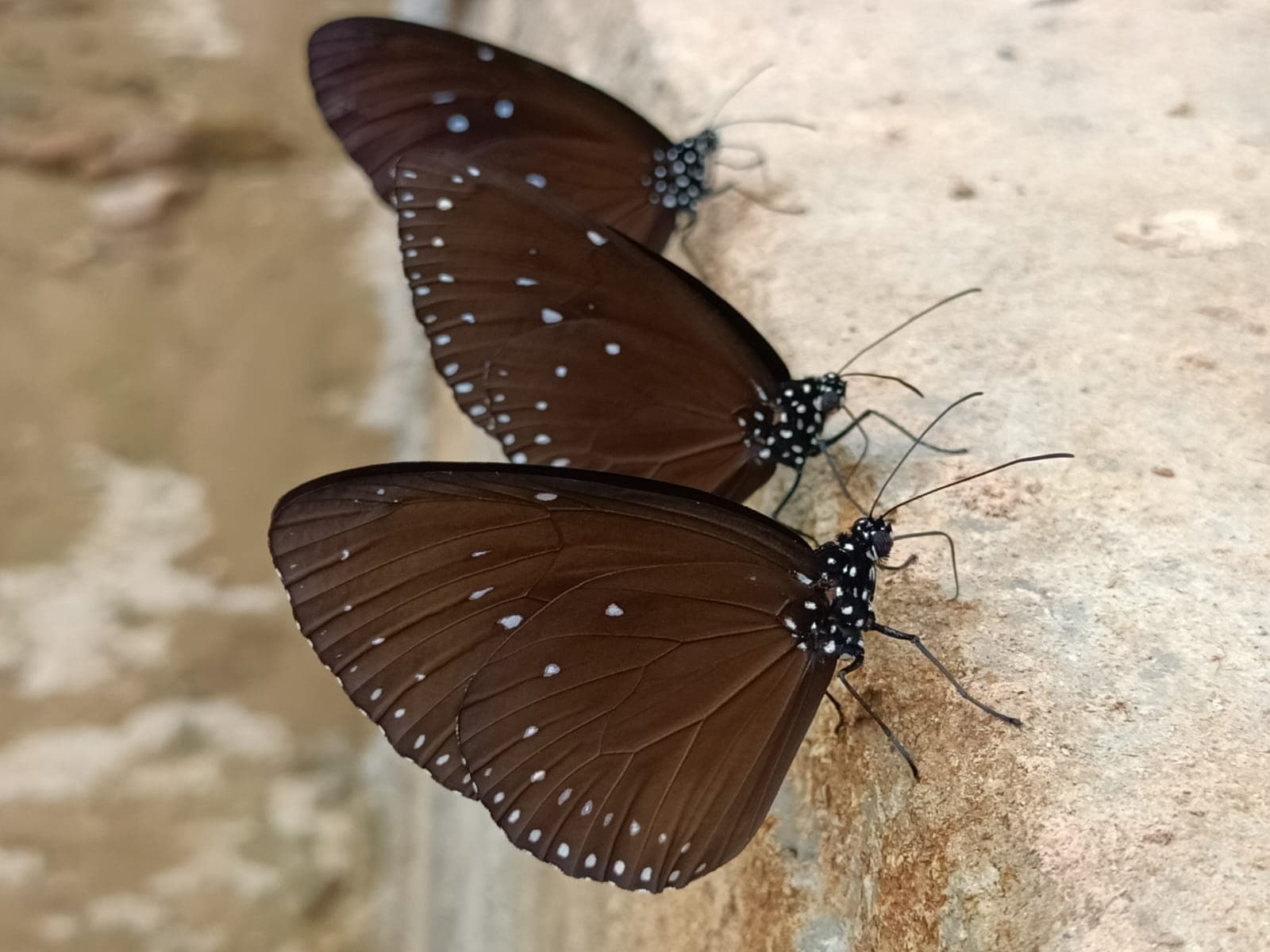 Dark brown butterfly with white wing markings