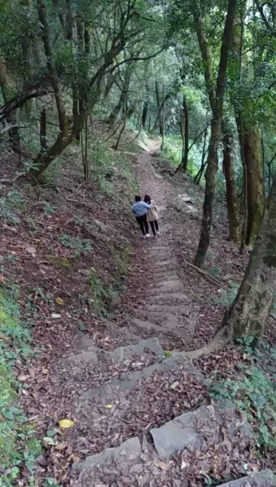 Stone walking trail beneath a dense canopy of trees