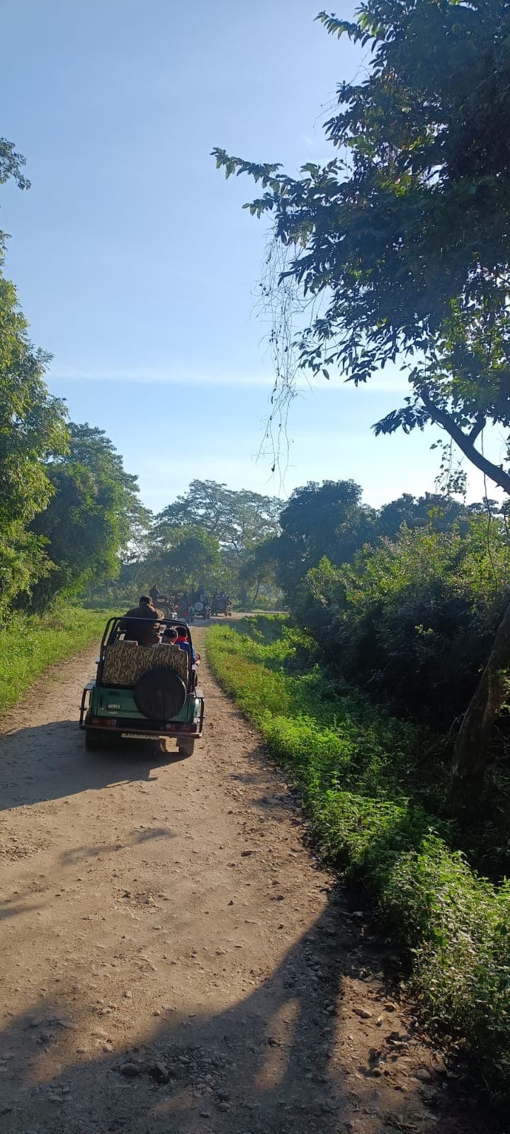 Safari vehicles following a sunlit dirt track through trees in Kaziranga
