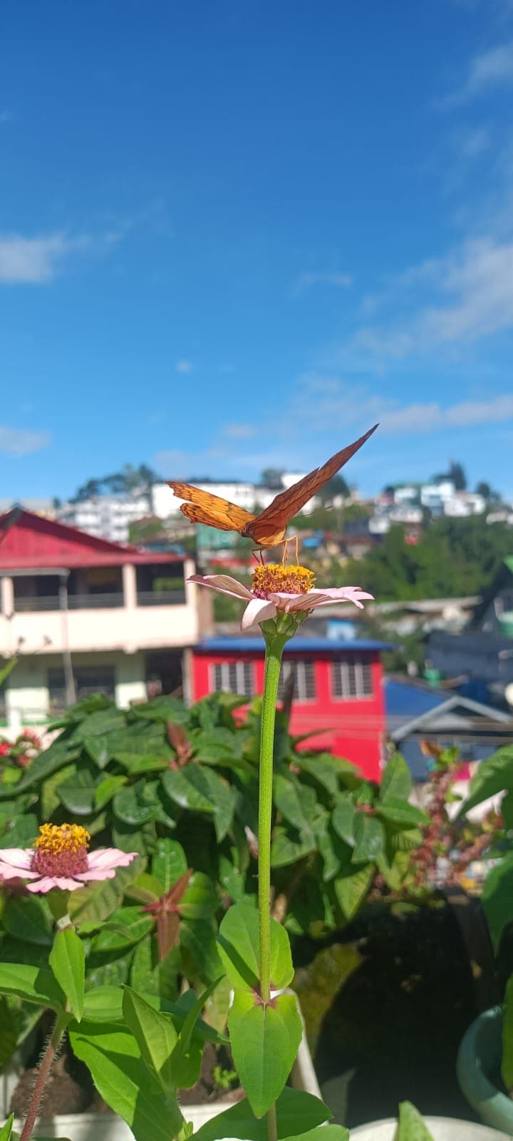 Colourful outdoor display beneath a bright blue sky in Shillong