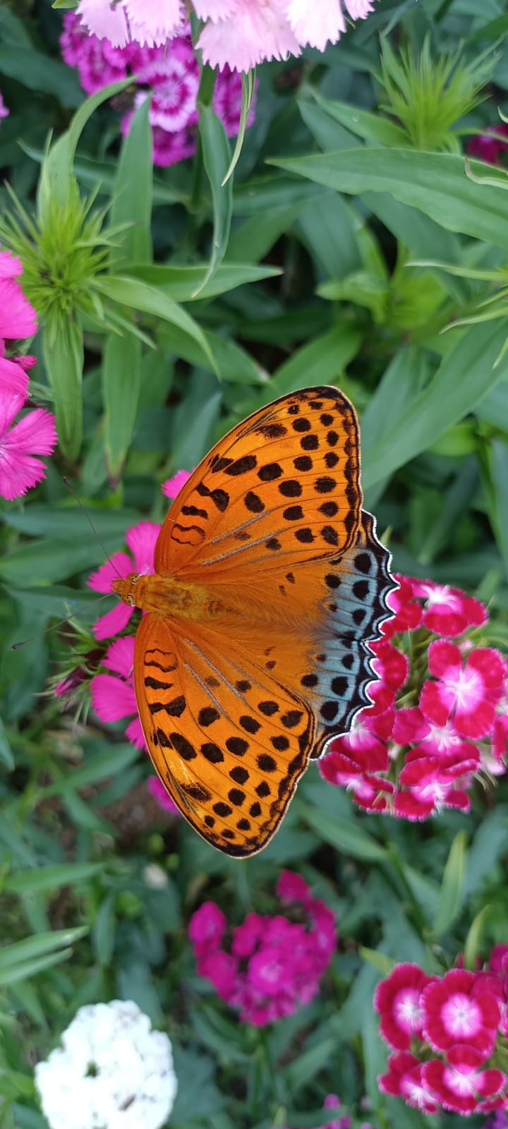 Butterfly Watching